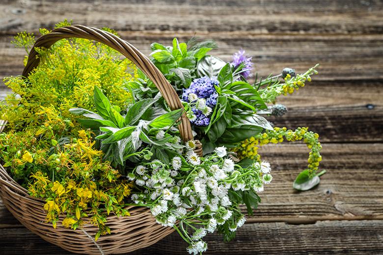 Kochen mit Wiesenkräutern und Wiesenblumen