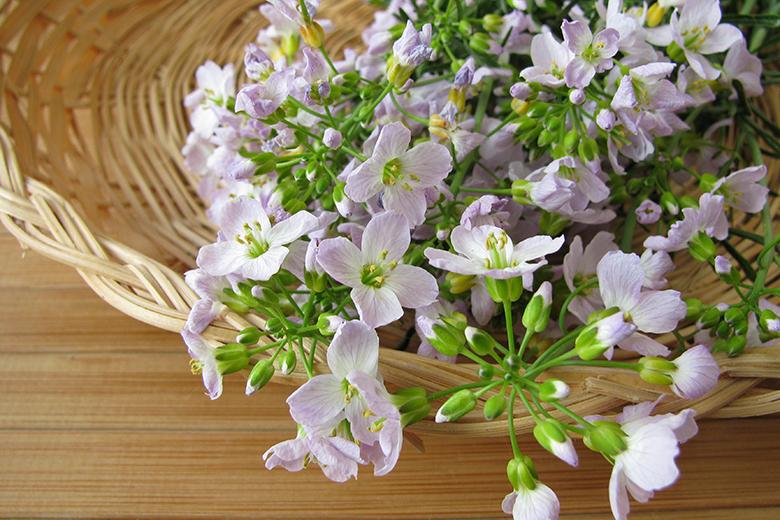 Wiesenschaumkraut