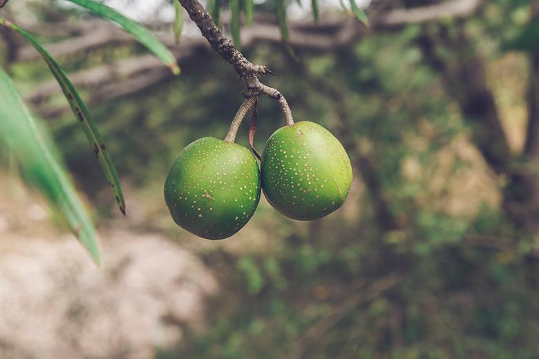 Die Schwarze Sapote - Schokolade zum Löffeln