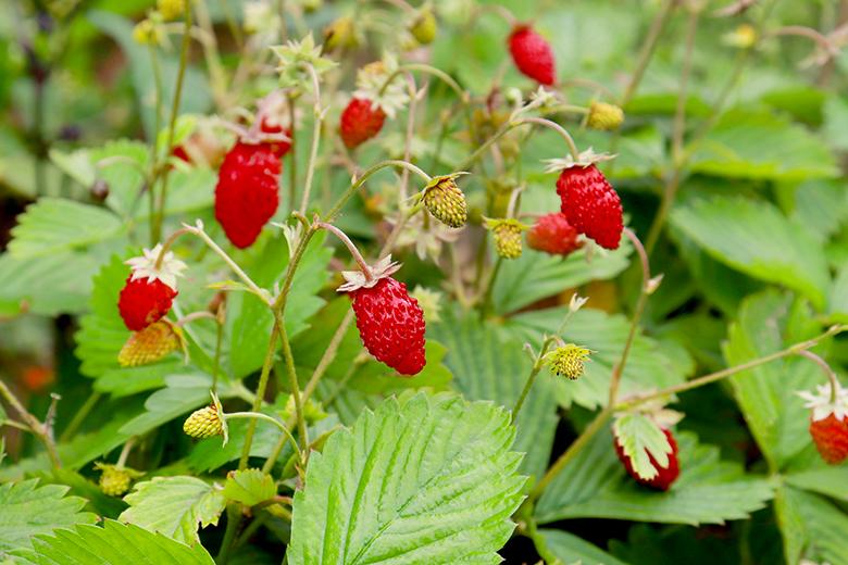 Walderdbeeren