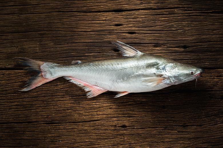 Pangasius