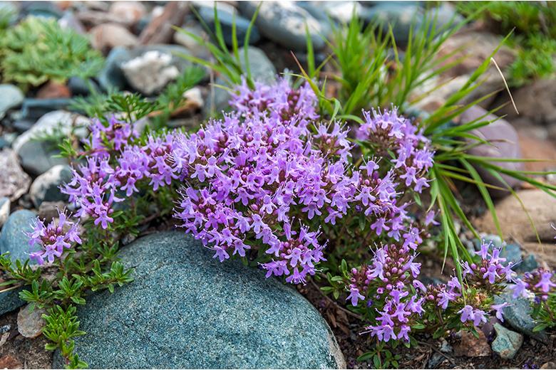 Wilder Thymian