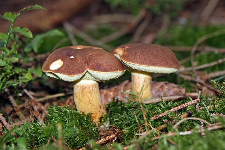 Eierschwämme