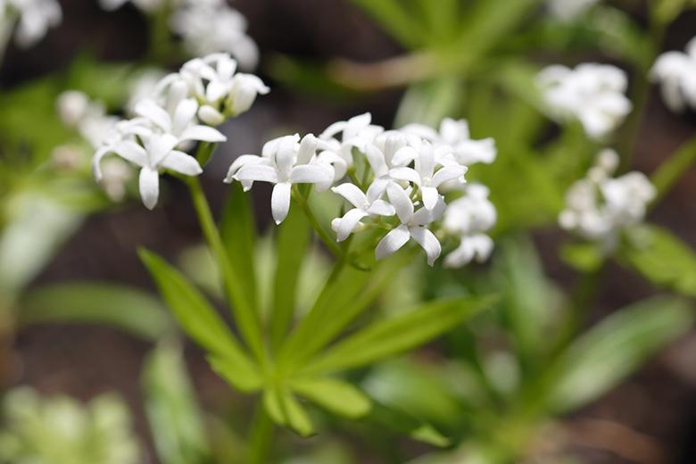 Waldmeister
