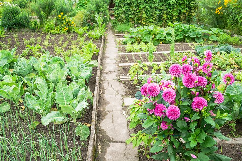 Der Bauerngarten