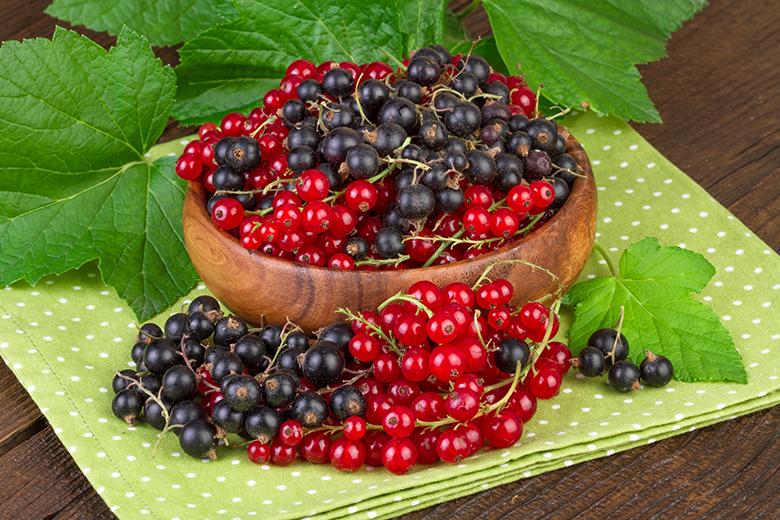 Top 10 Johannisbeer-Rezepte