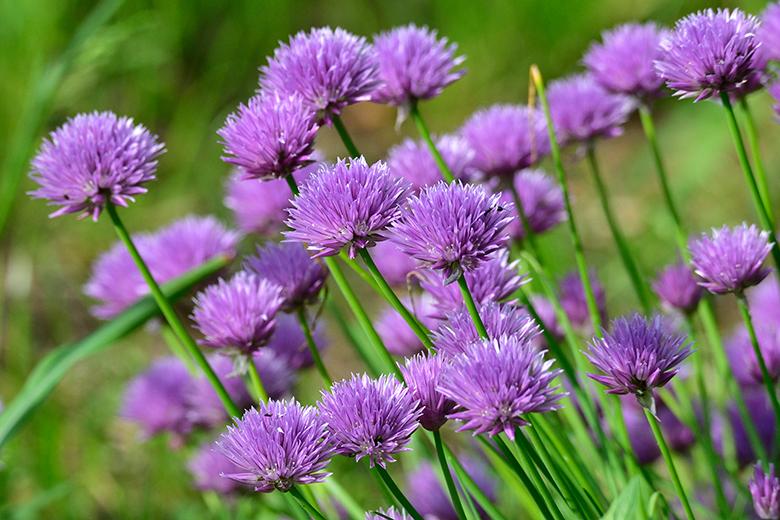 Schnittlauchblüten in der Küche