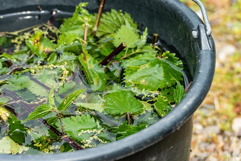 Brennnessel-Jauche: ein biologischer Dünger