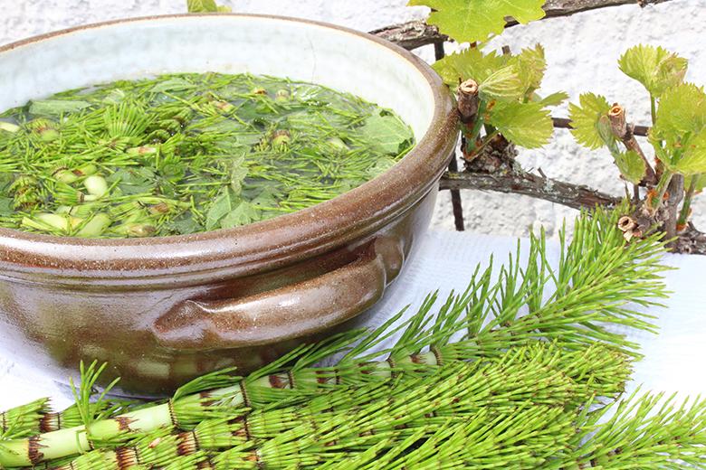 Ackerschachtelhalm-Jauche: biologisches Pflanzenschutzmittel
