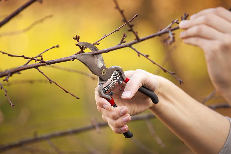 Phänologischer Kalender – Frühling