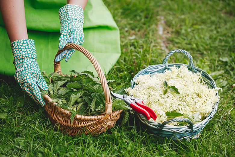 Phänologischer Kalender – Sommer