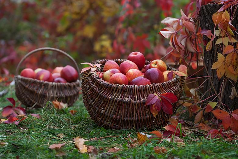 Phänologischer Kalender – Herbst 