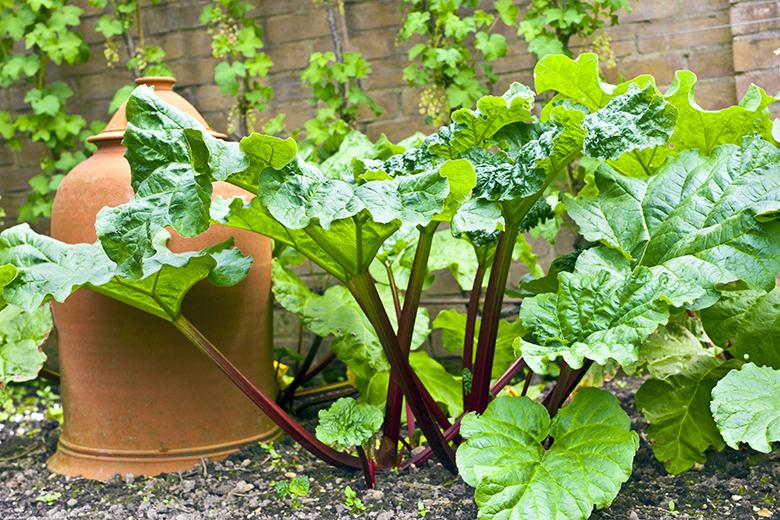 Mein Gemüsegarten: Rhabarber