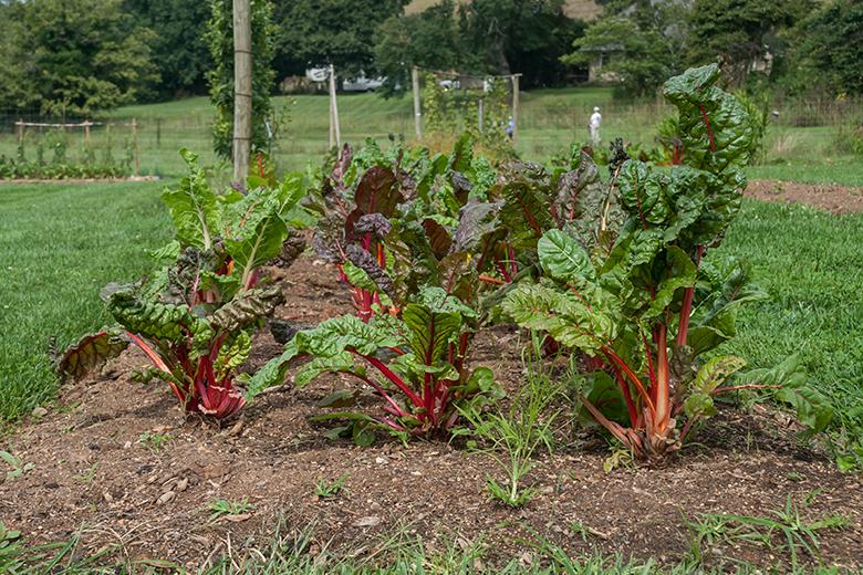 Mein Gemüsegarten: Krautstiel