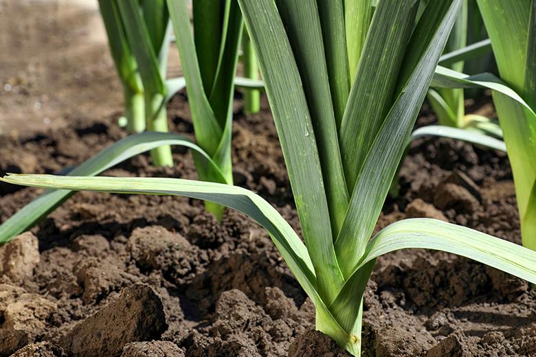 Mein Gemüsegarten: Lauch