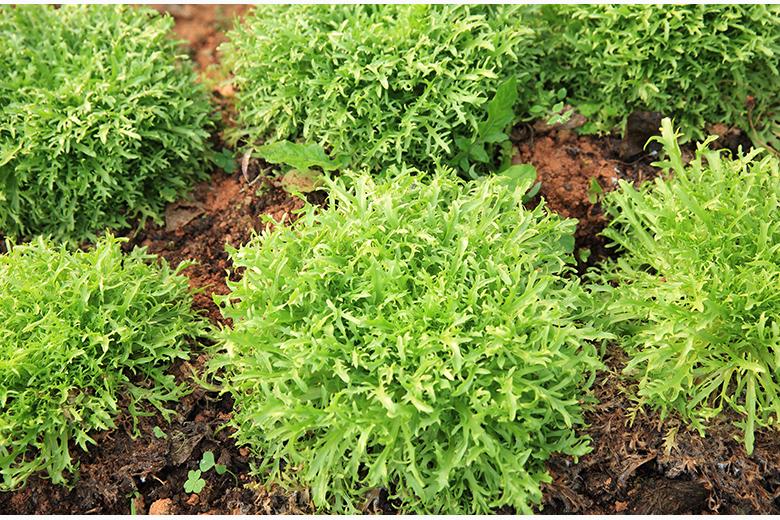 Mein Gemüsegarten: Rucola