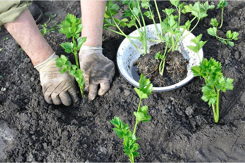 Meine Gemüsegarten: Staudensellerie