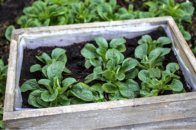 Mein Gemüsegarten: Nüsslisalat
