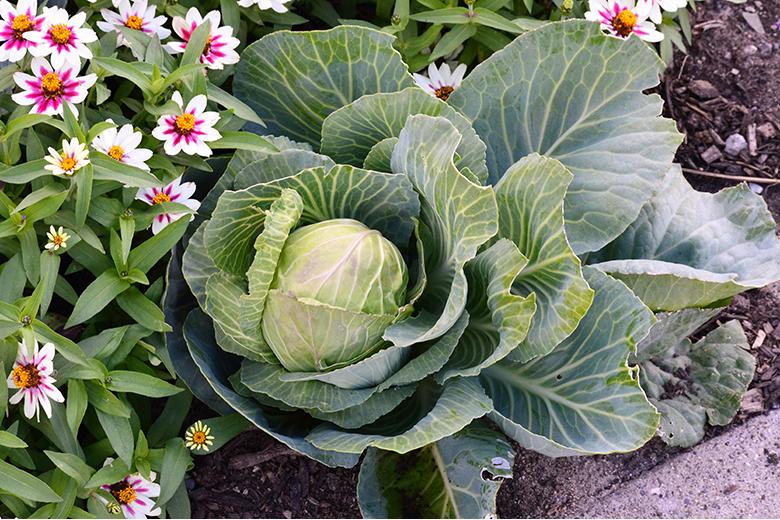 Mein Gemüsegarten: Weisskabis