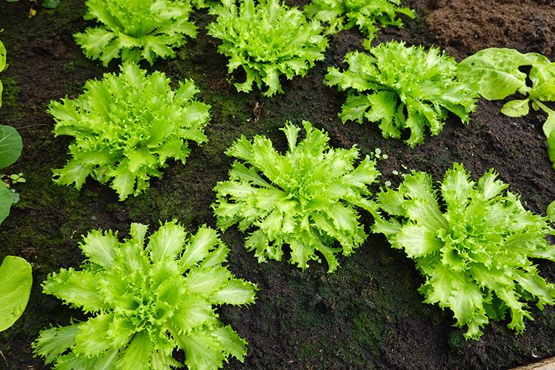 Mein Gemüsegarten: Endiviensalat
