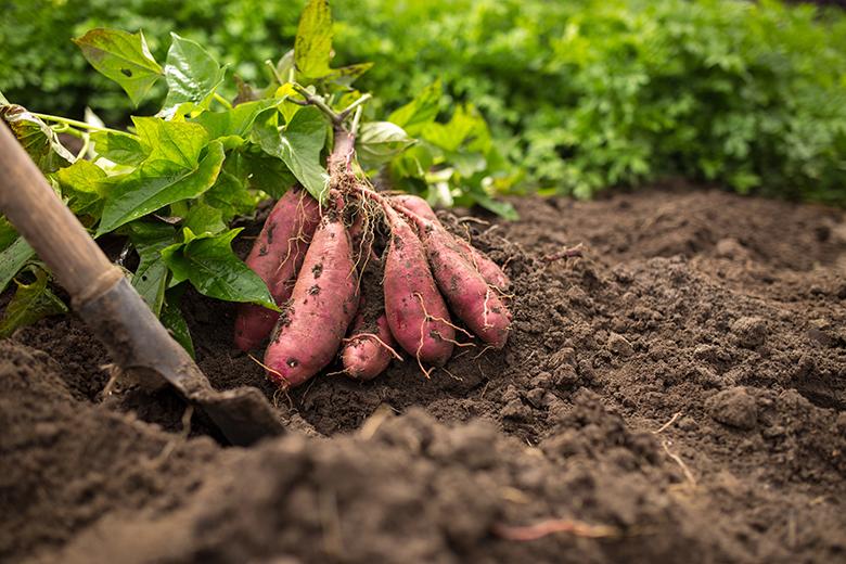Mein Gemüsegarten: Süsskartoffeln