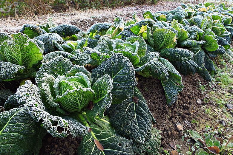 Mein Gemüsegarten: Wirz