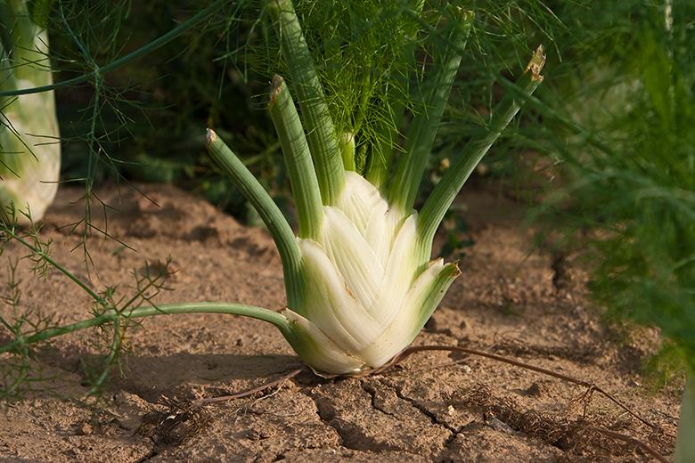 Mein Gemüsegarten: Fenchel