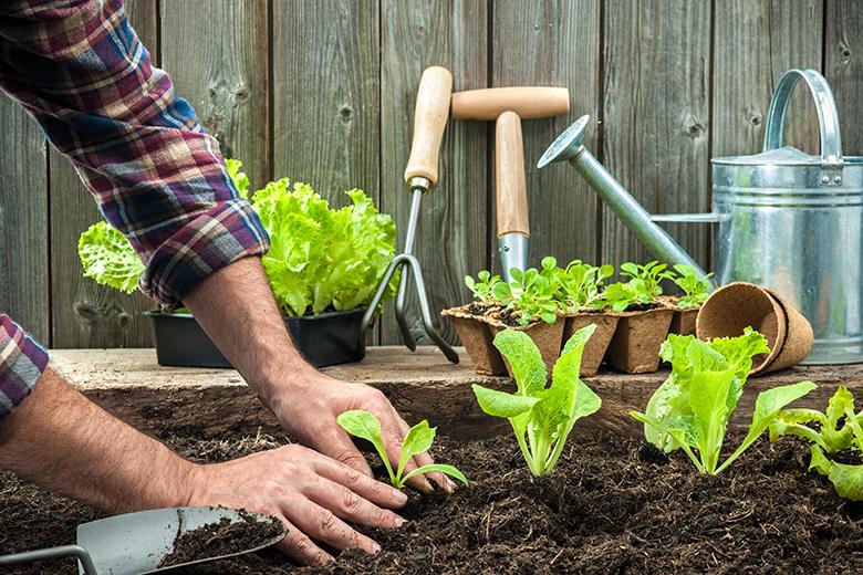 Mein Gemüsegarten: Lattich