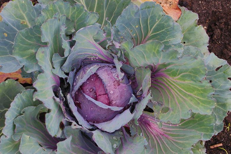 Mein Gemüsegarten: Rotkabis