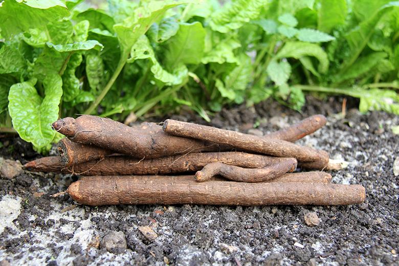 Mein Gemüsegarten: Schwarzwurzeln