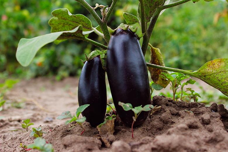 Mein Gemüsegarten: Aubergine