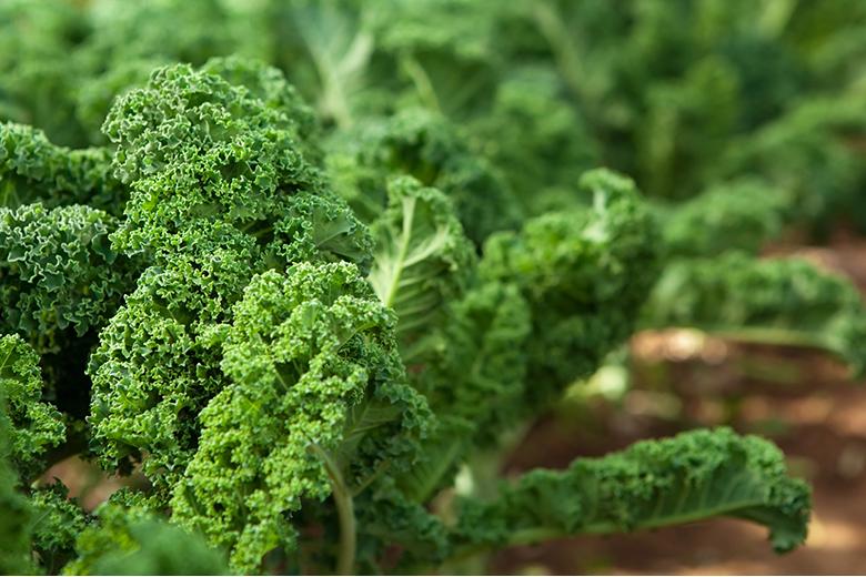 Mein Gemüsegarten: Federkohl