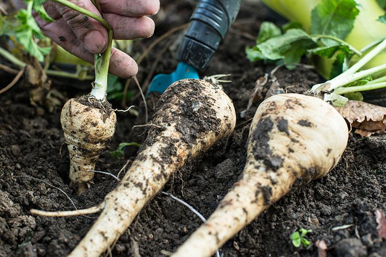 Mein Gemüsegarten: Pastinake
