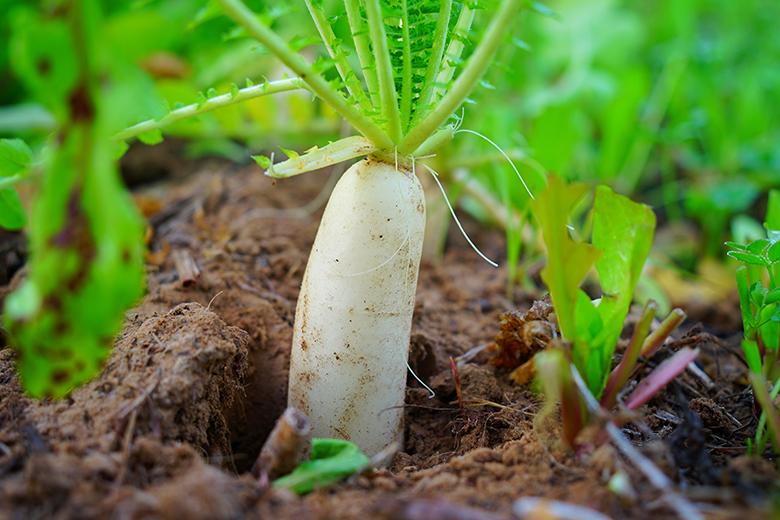 Mein Gemüsegarten: Rettich