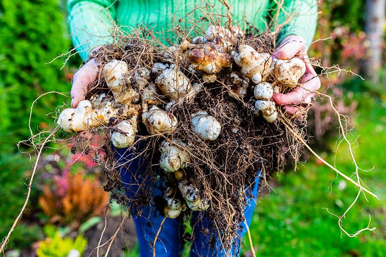 Mein Gemüsegarten: Topinambur