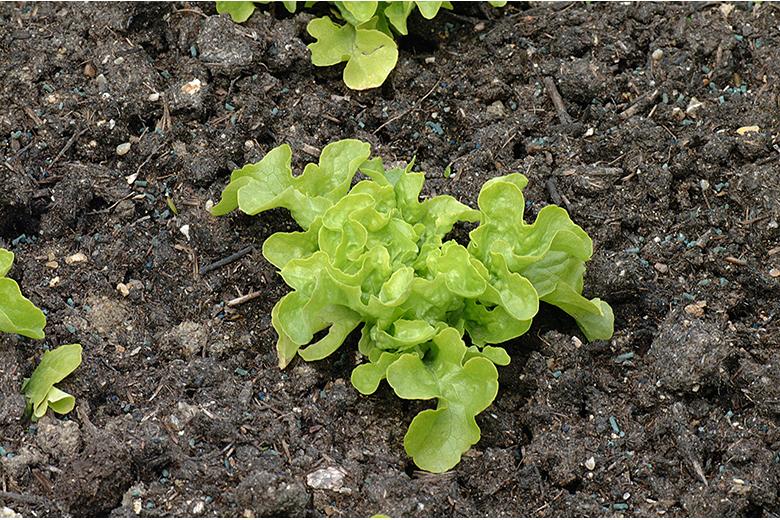 Mein Gemüsegarten: Batavia