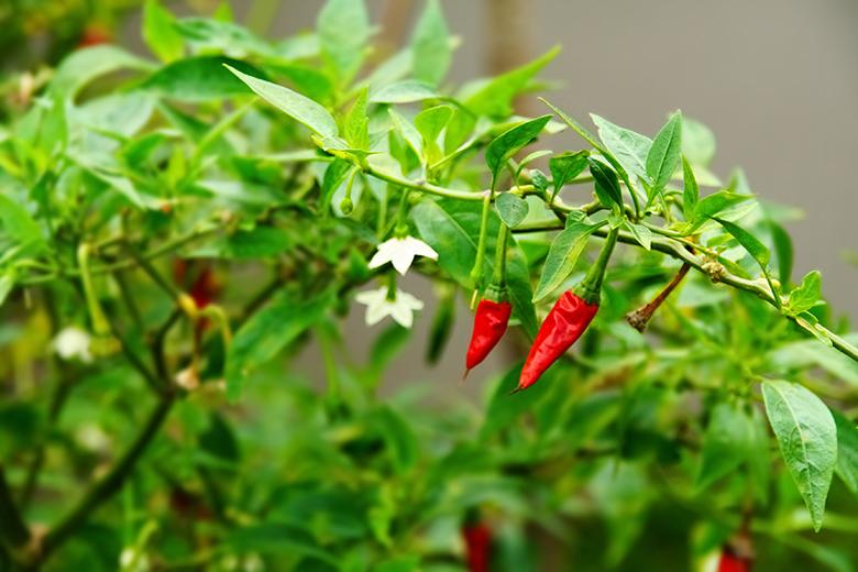 Mein Gemüsegarten: Chili