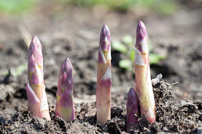 Mein Gemüsegarten: Spargel