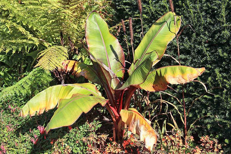 Mein Obstgarten: Bananen