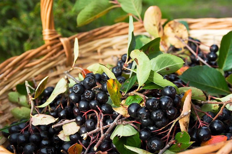 Mein Obstgarten: Aroniabeere