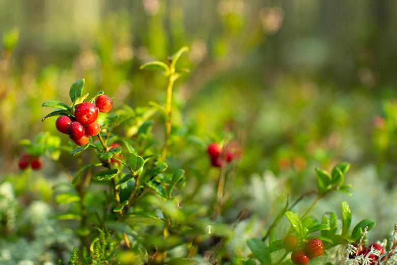 Mein Obstgarten: Cranberry