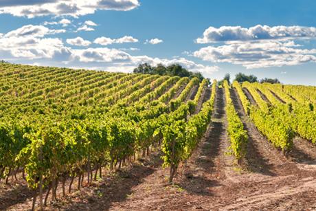 Weinland Spanien - spanischer Wein