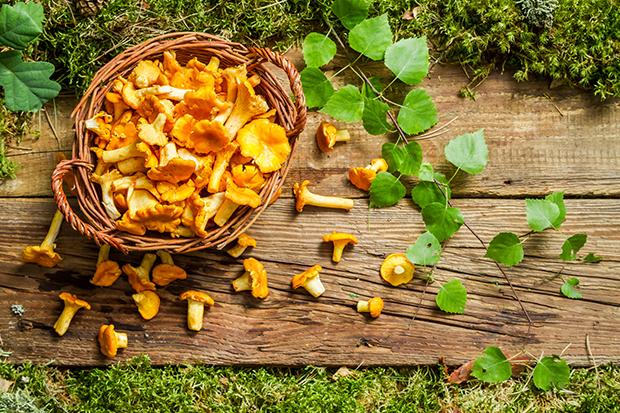 Pilze sammeln