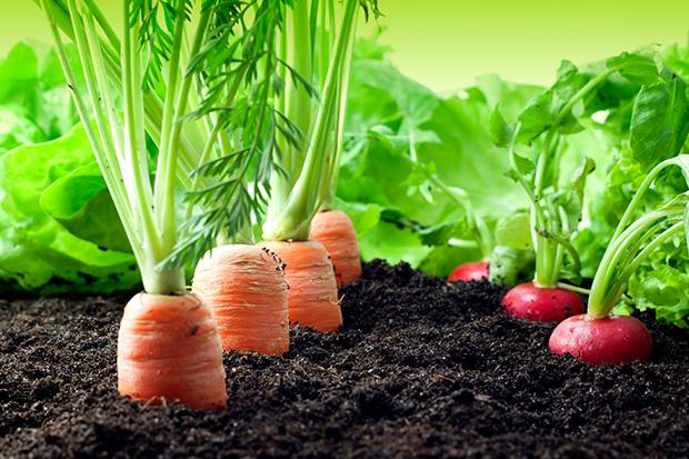 Gärtnern macht glücklich - Vitamine aus dem eigenen Beet