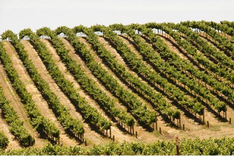 Weinland USA - Weinland Kalifornien