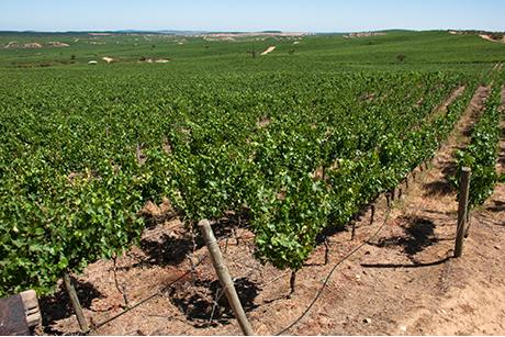 Weinland Chile - chilenischer Wein