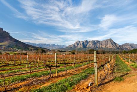 Weinland Südafrika - südafrikanischer Wein