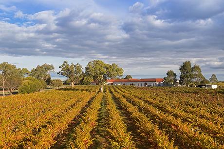 Weinland Australien - australischer Wein