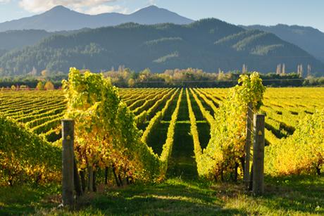 Weinland Neuseeland - neuseeländischer Wein