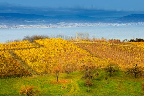 Weinregion Drei-Seen-Region